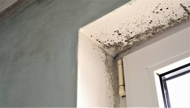 Columbus, OH Mold Removal Company