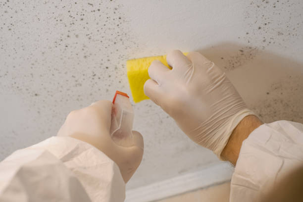 Mold Removal